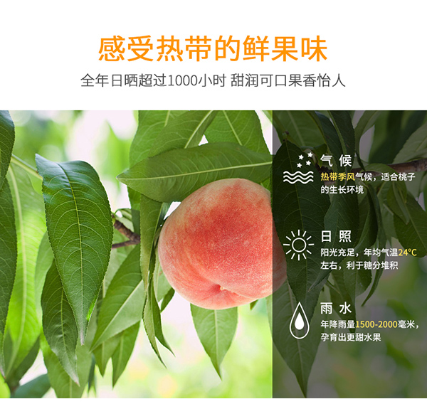 巴瑪熊黃桃干 (8).jpg