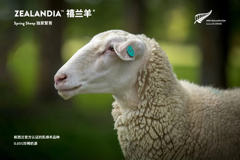 Spring Sheep���dȫ�d����׃��̷�����^ע���@�G����CBME05.jpg